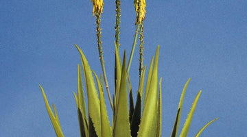 How to care and grow your aloe vera plant